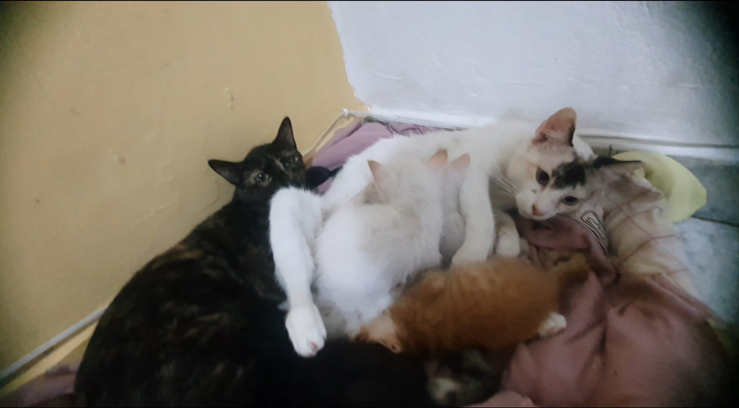 Foto  - [FINALIZADA] Ajude os Gatos Abandonados a Terem um Lar Temporário