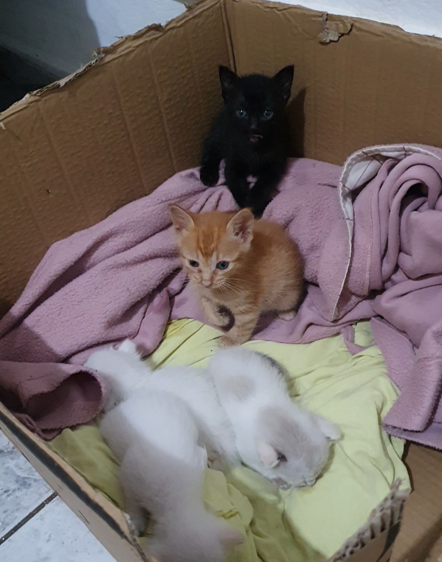 Foto  - [FINALIZADA] Ajude os Gatos Abandonados a Terem um Lar Temporário